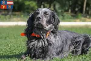 Přečtete si více ze článku Epagneul Bleu de Picardie chovatelé a štěňata na jižní Moravě