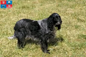 Přečtete si více ze článku Epagneul Bleu de Picardie chovatelé a štěňata v Karlových Varech