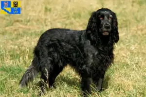 Přečtete si více ze článku Epagneul Bleu de Picardie chovatelé a štěňata v Olomouci