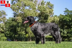 Přečtete si více ze článku Epagneul Bleu de Picardie chovatelé a štěňata ve Středočeském kraji