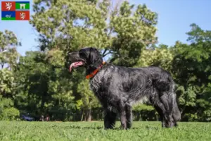 Přečtete si více ze článku Epagneul Bleu de Picardie chovatelé a štěňata v Ústí