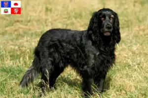 Přečtete si více ze článku Epagneul Bleu de Picardie chovatelé a štěňata na Vysočině