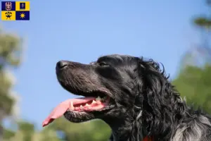 Přečtete si více ze článku Epagneul Bleu de Picardie chovatelé a štěňata ve Zlíně