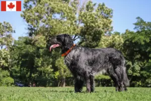 Přečtete si více ze článku Epagneul Bleu de Picardie chovatelé a štěňata v Kanadě