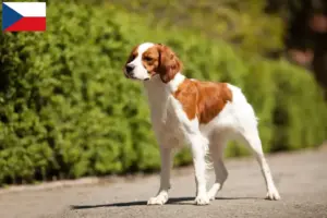 Přečtete si více ze článku Chovatelé a štěňata plemene Epagneul Breton v České republice