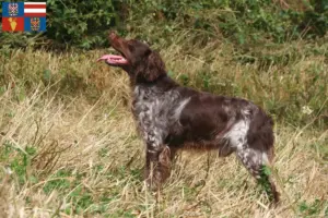 Přečtete si více ze článku Epagneul Breton chovatelé a štěňata na jižní Moravě