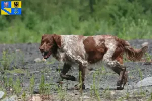 Přečtete si více ze článku Epagneul Breton chovatelé a štěňata v Olomouci