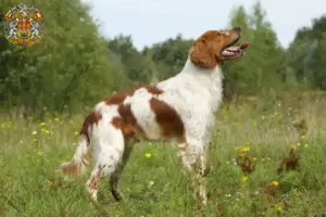 Přečtete si více ze článku Epagneul Breton chovatelé a štěňata v Praze