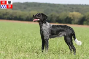 Přečtete si více ze článku Epagneul Breton chovatelé a štěňata ve Středočeském kraji