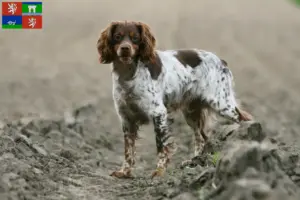 Přečtete si více ze článku Epagneul Breton chovatelé a štěňata v Ústí