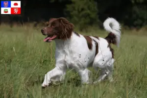 Přečtete si více ze článku Epagneul Breton chovatelé a štěňata na Vysočině