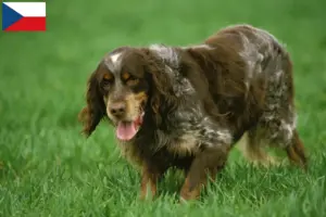 Přečtete si více ze článku Chovatelé a štěňata plemene Épagneul Picard v České republice