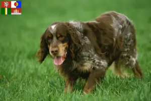 Přečtete si více ze článku Épagneul Picard chovatelé a štěňata v jižních Čechách