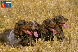Přečtete si více ze článku Épagneul Picard chovatelé a štěňata na jižní Moravě