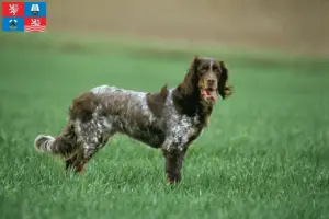 Přečtete si více ze článku Épagneul Picard chovatelé a štěňata v Karlových Varech