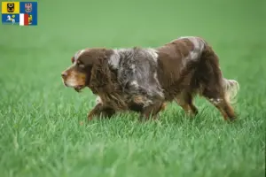 Přečtete si více ze článku Épagneul Picard chovatelé a štěňata v Moravskoslezském kraji