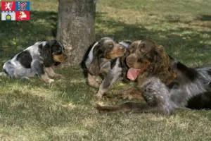 Přečtete si více ze článku Épagneul Picard chovatelé a štěňata v Pardubicích