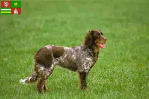 Přečtete si více ze článku Épagneul Picard chovatelé a štěňata v Plzni