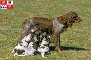 Přečtete si více ze článku Épagneul Picard chovatelé a štěňata ve Středočeském kraji