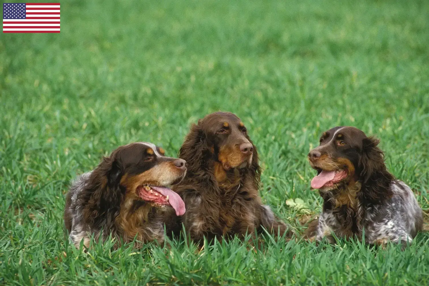Épagneul Picard štěňata a chovatelé USA Zde najdete chovatele plemene Épagneul Picard v USA.