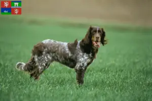 Přečtete si více ze článku Épagneul Picard chovatelé a štěňata v Ústí