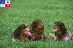 Přečtete si více ze článku Épagneul Picard chovatelé a štěňata na Vysočině