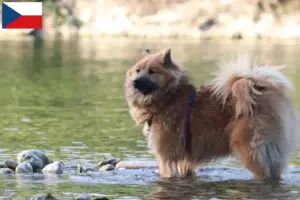 Přečtete si více ze článku Chovatelé a štěňata eurasierů v České republice