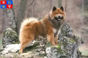 Přečtete si více ze článku Chovatelé Eurasier a štěňata v Hradci Králové