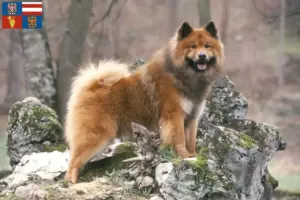 Přečtete si více ze článku Chovatelé eurasierů a štěňat na jižní Moravě