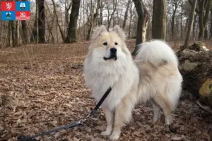 Přečtete si více ze článku Chovatel Eurasier a štěňata v Karlových Varech