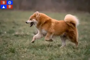 Přečtete si více ze článku Chovatel Eurasier a štěňata v Liberci