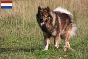 Přečtete si více ze článku Chovatelé a štěňata Eurasier v Nizozemsku