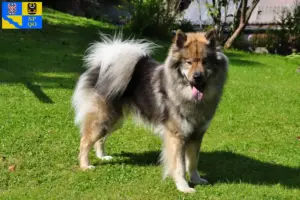 Přečtete si více ze článku Chovatel Eurasier a štěňata v Olomouci