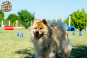 Přečtete si více ze článku Chovatelé a štěňata Eurasier v Praze