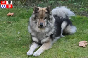 Přečtete si více ze článku Chovatelé Eurasier a štěňata ve Středočeském kraji