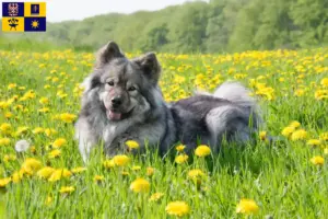 Přečtete si více ze článku Chovatelé a štěňata Eurasier ve Zlíně