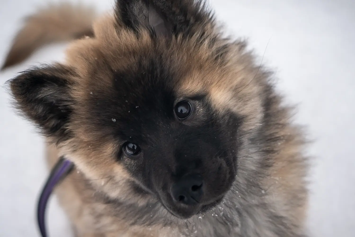 Koupit si štěně Eurasiera znamená převzít odpovědnost! Prodám štěňata Eurasier.