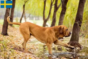 Přečtete si více ze článku Chovatelé a štěňata Fila Brasileiro ve Švédsku