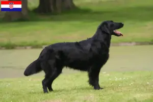 Přečtete si více ze článku Chovatelé a štěňata Flat Coated Retrieverů v Chorvatsku