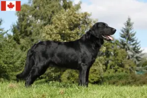 Přečtete si více ze článku Flat Coated Retriever chovatelé a štěňata v Kanadě
