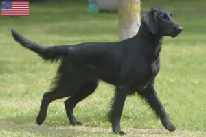 Přečtete si více ze článku Chovatelé Flat Coated Retrieverů a štěňat v USA