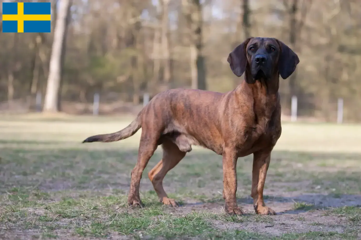 Přečtete si více ze článku Chovatelé hannoverských svářecích psů a štěňat ve Švédsku