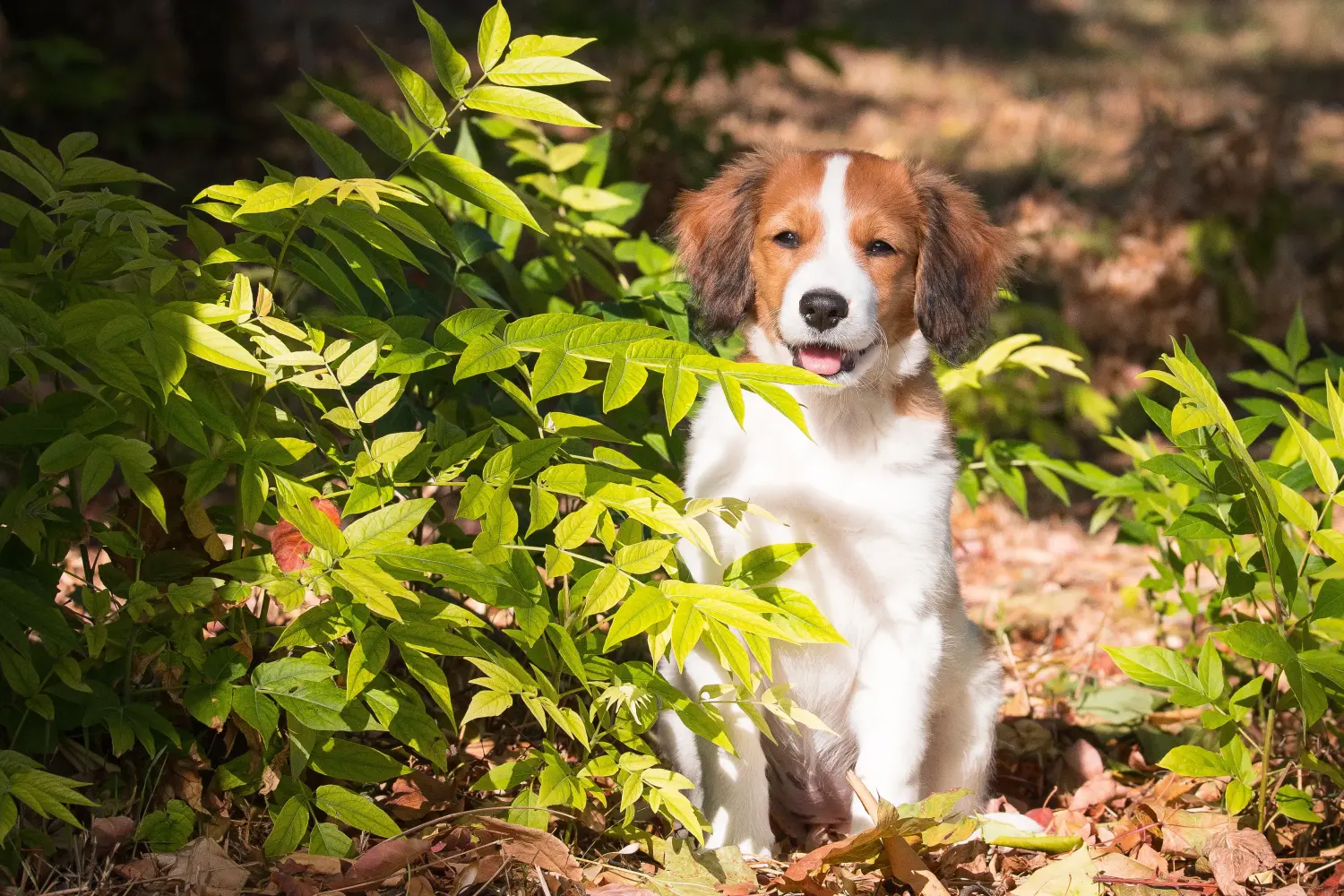 Koupit si štěně holandského kooikerhondje znamená převzít odpovědnost! Prodám štěňata holandského kooikerhondje.