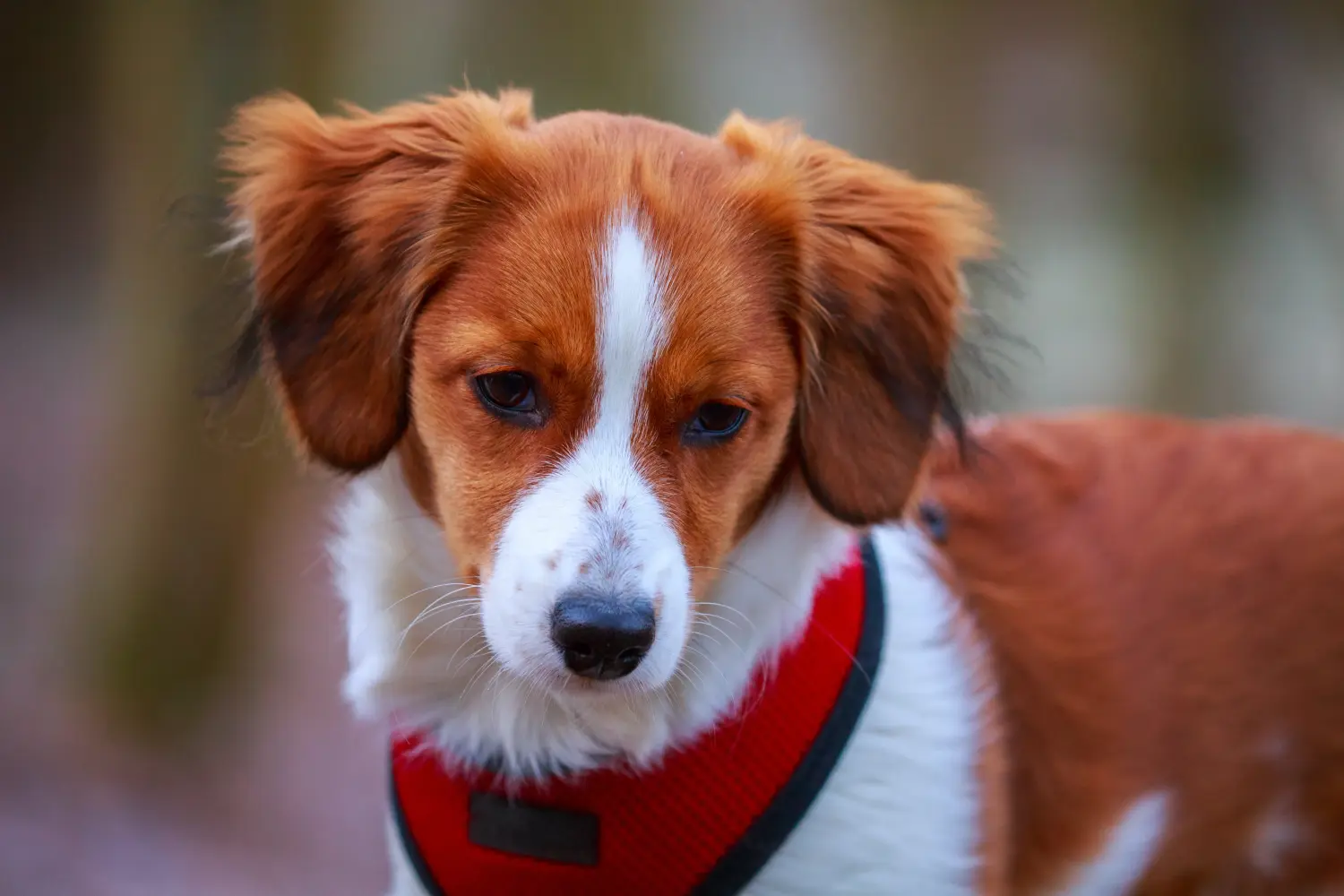 Koupit si štěně holandského kooikerhondje znamená převzít odpovědnost! Prodám štěňata holandského kooikerhondje.