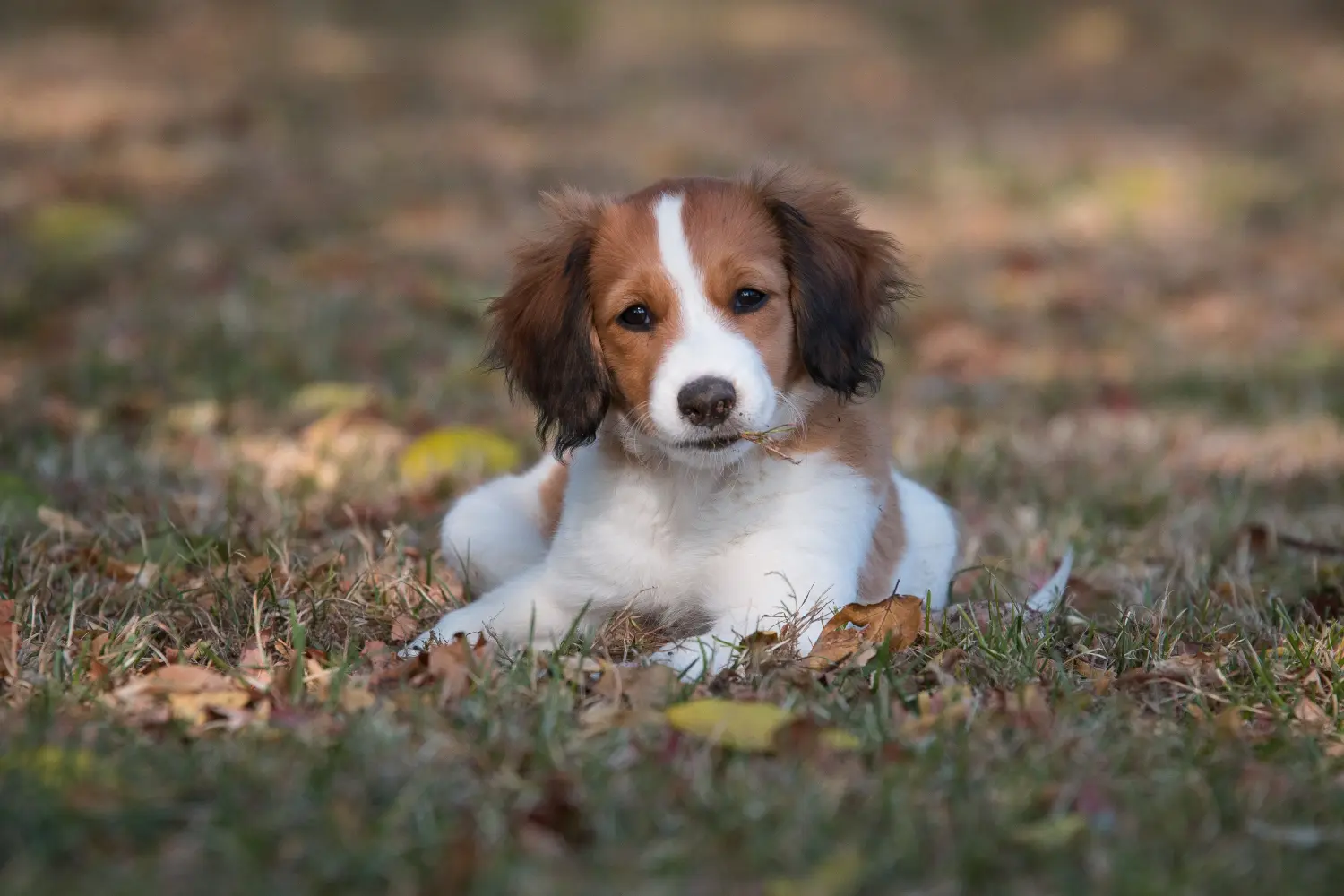 Koupit si štěně holandského kooikerhondje znamená převzít odpovědnost! Prodám štěňata holandského kooikerhondje.