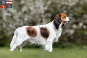 Přečtete si více ze článku Chovatelé holandského kooikerhondje a štěňata na jižní Moravě