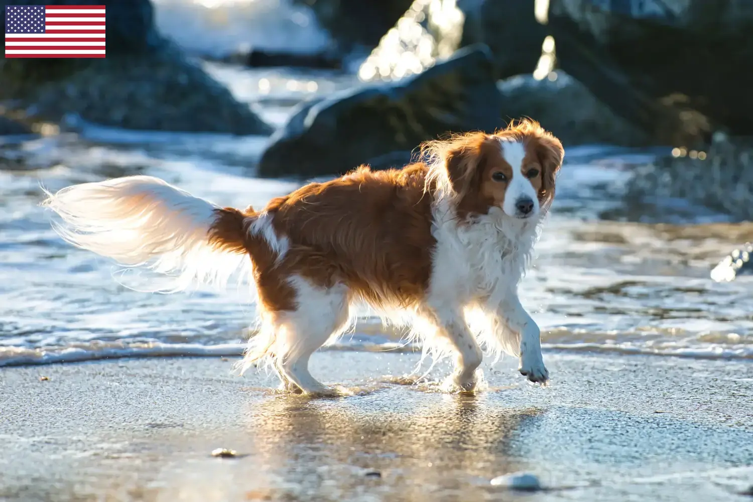 Holandské Kooikerhondje štěňata a chovatelé USA Zde najdete chovatele Nederlandse Kooikerhondje v USA.