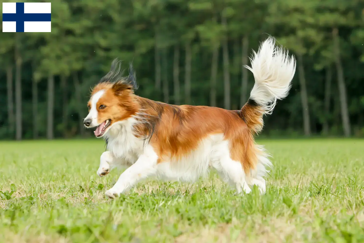 Přečtete si více ze článku Chovatelé holandských kooikerhondjek a štěňat ve Finsku