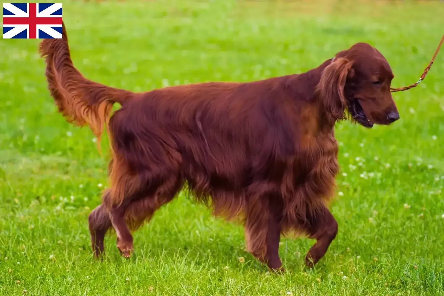 Přečtete si více ze článku Chovatelé irských červených setrů a štěňat ve Velké Británii