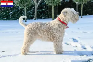 Přečtete si více ze článku Chovatelé a štěňata irského soft coated wheaten teriéra v Chorvatsku